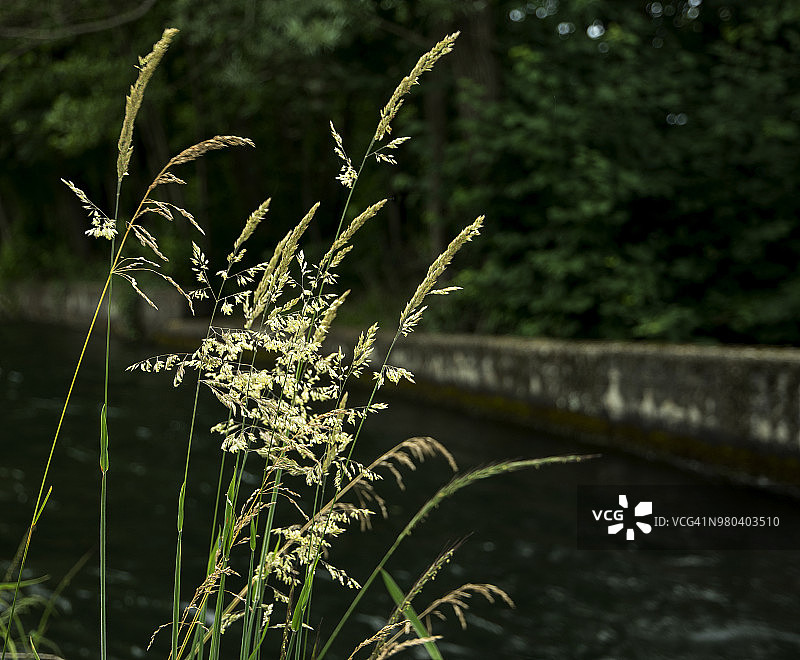 意大利拜罗：古老运河岸边盛开的野草图片素材