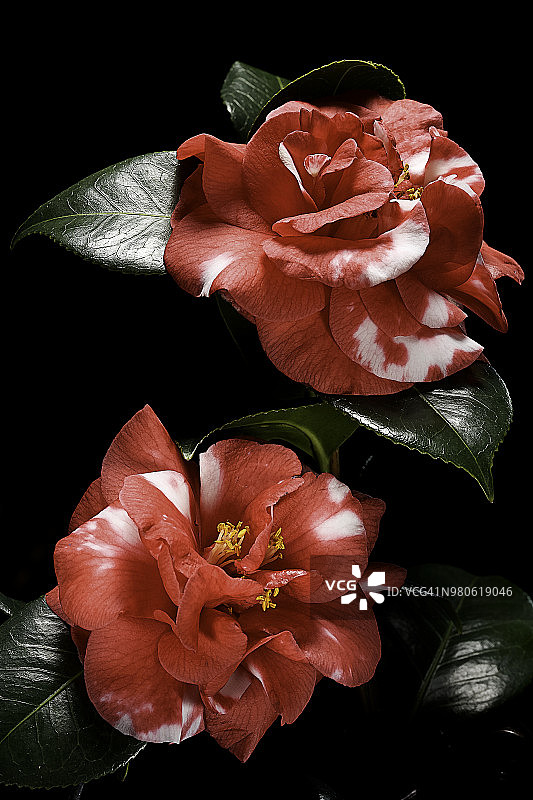 山茶花图片素材