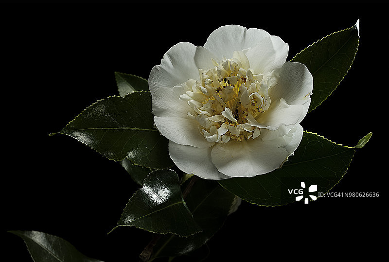 山茶花图片素材