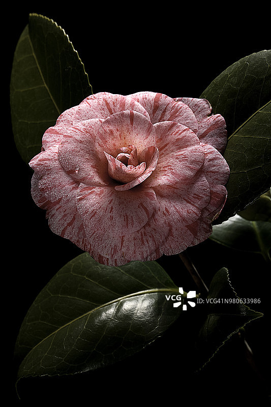 山茶花图片素材