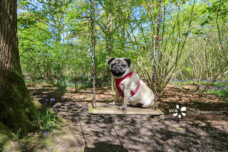 坐在林地秋千上的巴哥犬图片素材