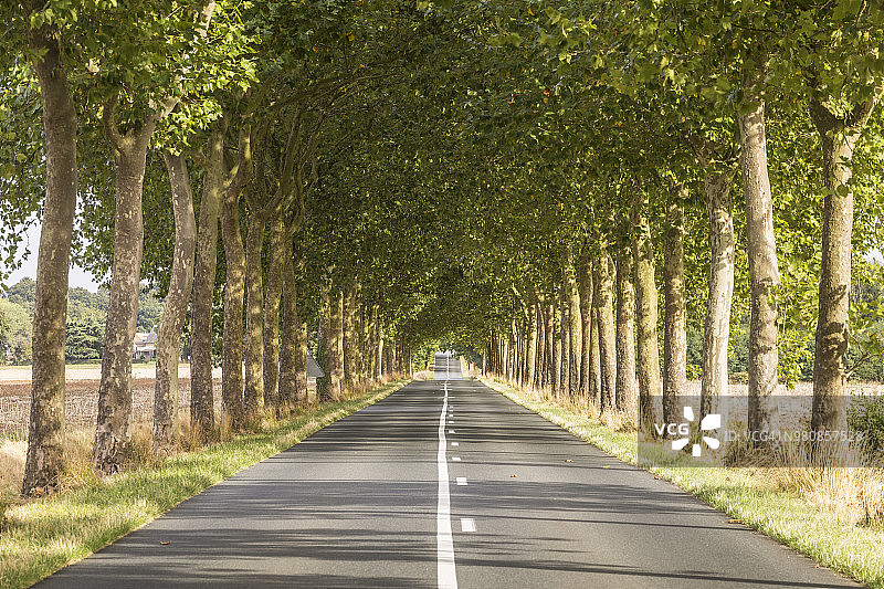 法国瓦朗赛附近的林荫路图片素材