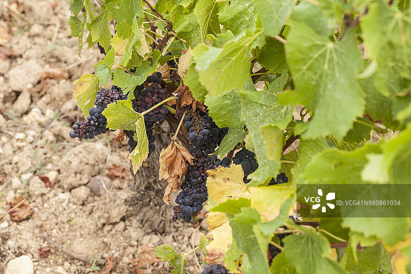 法国桑塞尔的葡萄园图片素材