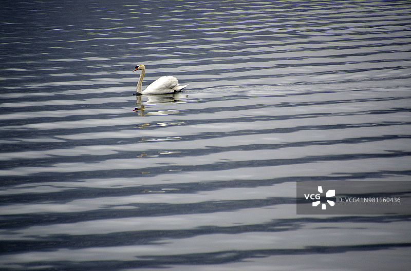 科莫湖中的天鹅图片素材