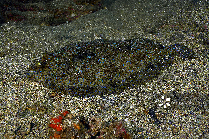 孔雀比目鱼图片素材