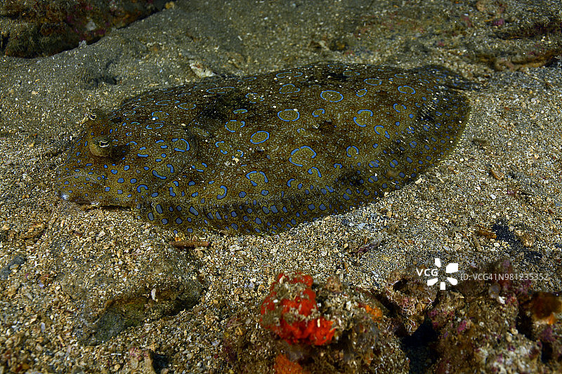 孔雀比目鱼图片素材