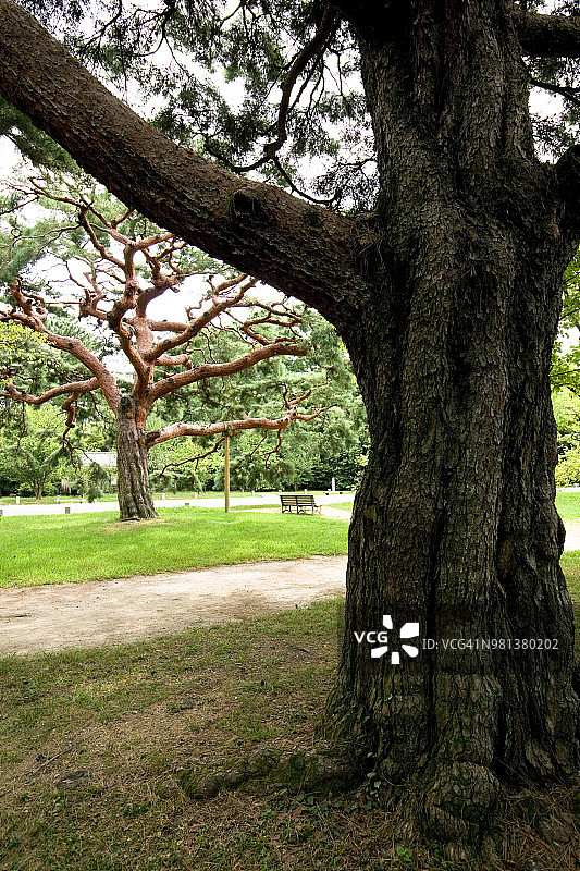 京都市京都御苑国家花园的古老松树图片素材