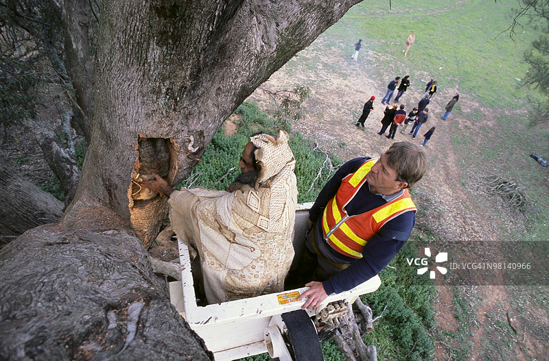 土著人将贾拉婴儿的遗骸重新埋葬在树干中图片素材
