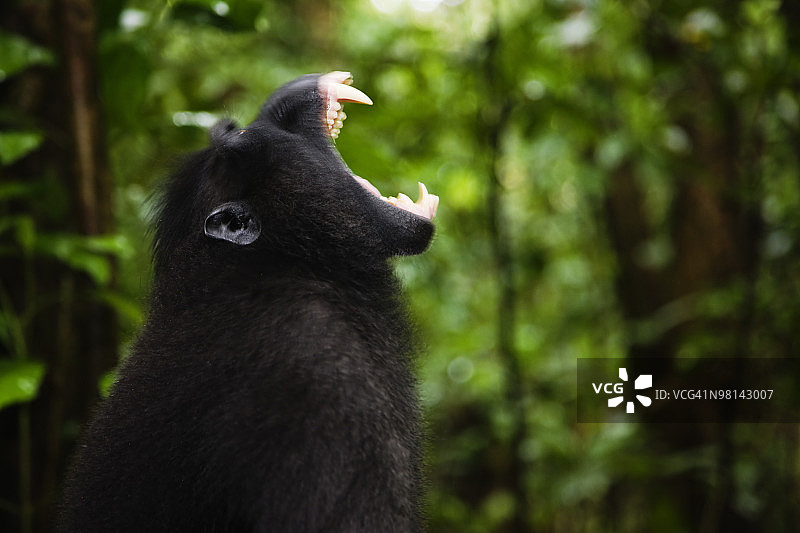 眼睛呈琥珀色的雄性黑冠猕猴图片素材