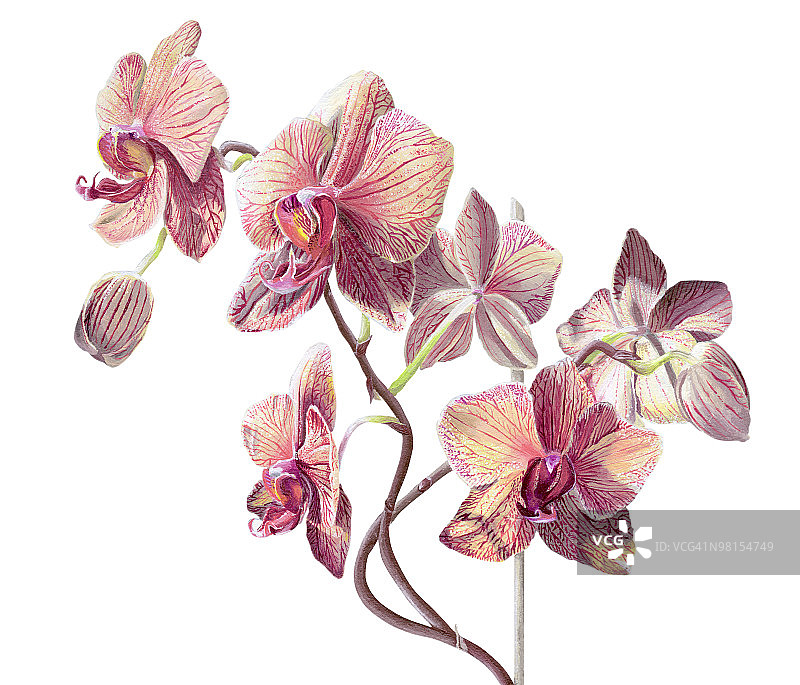 白色背景上的蝴蝶兰画作图片素材
