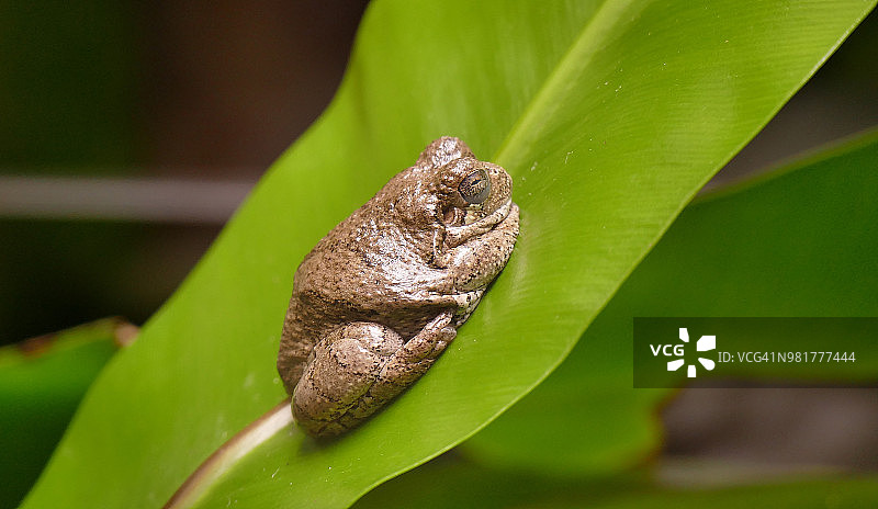 叶子上的美国蟾蜍图片素材