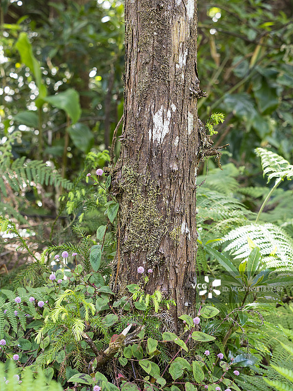 特塞拉岛亚速尔群岛的潮湿森林内部，有大树和树干（Cryptomeria japonica）图片素材