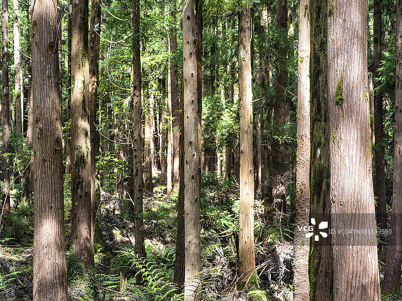 特塞拉岛亚速尔群岛的潮湿森林内部，有大树和树干（Cryptomeria japonica）图片素材