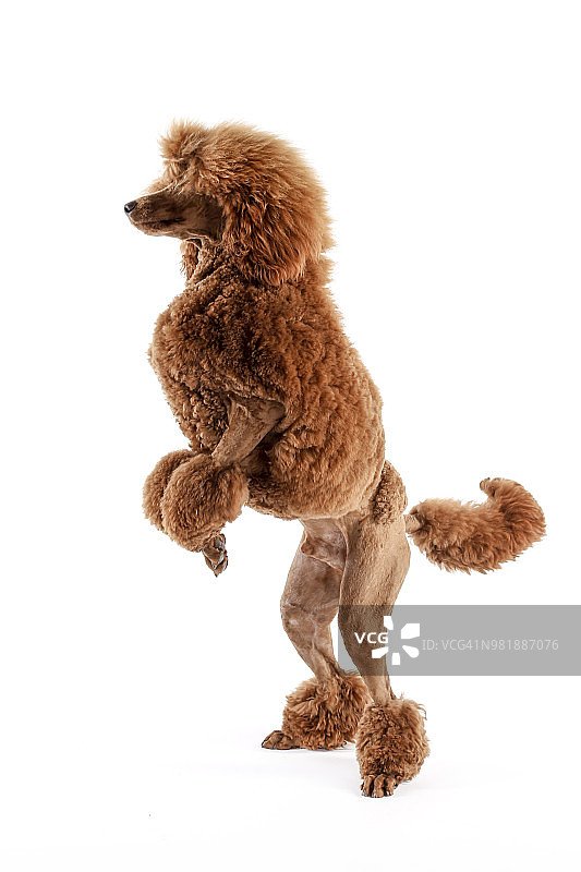 国王贵宾犬图片素材