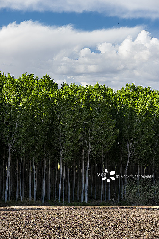 西班牙穆尔西亚省卡拉斯帕拉的白杨树人工林，侧视图图片素材