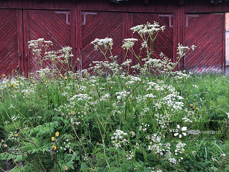 毒芹，挪威奥尔德达伦图片素材