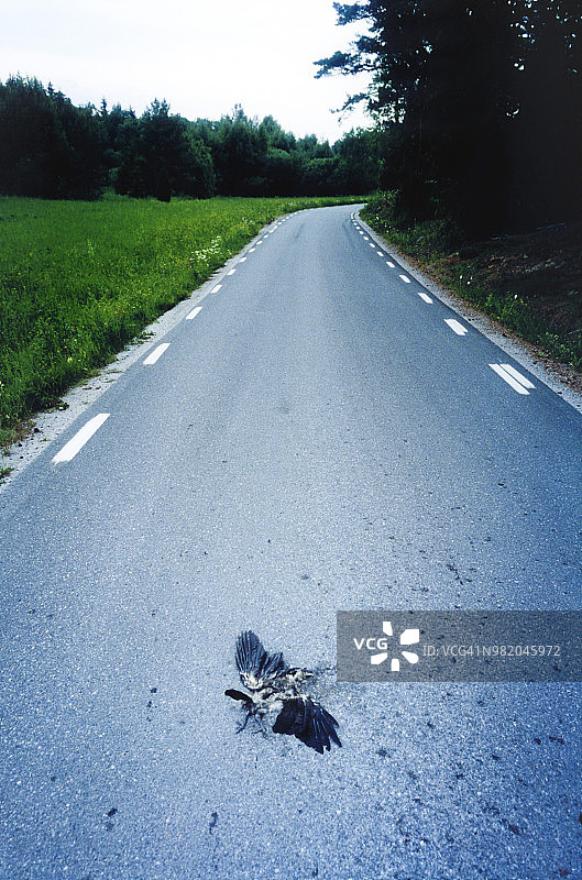 乡村道路上的死鸟图片素材