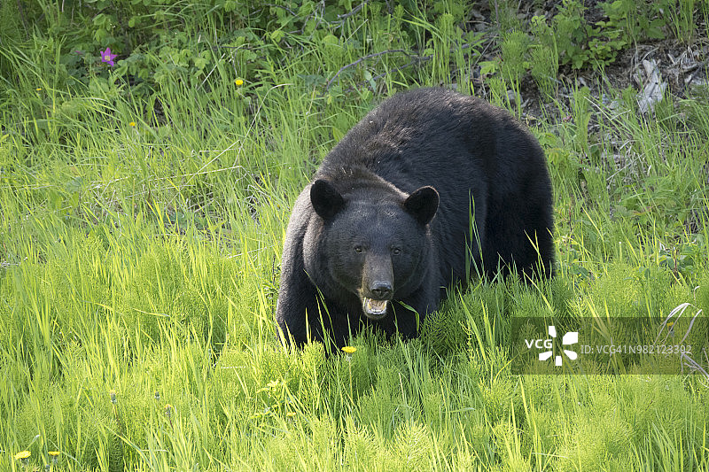 在加拿大不列颠哥伦比亚省阿拉斯加高速公路沿线吃植物的黑熊图片素材