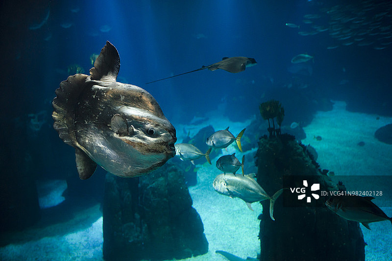 在水族馆游泳的翻车鱼图片素材