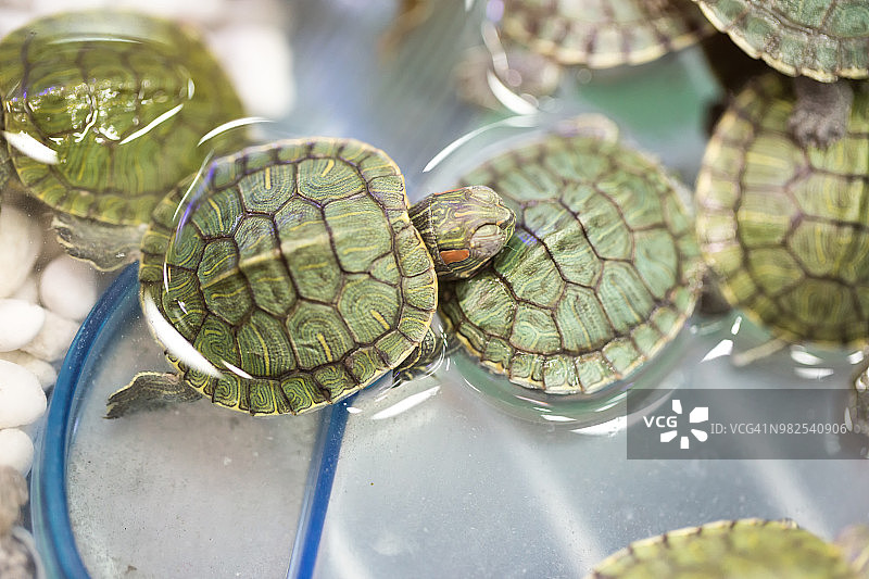 红耳龟图片素材