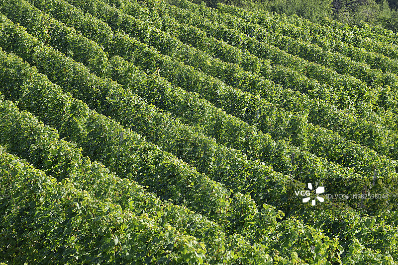 葡萄园中的图案特写，弗兰肯，巴伐利亚，德国，欧洲图片素材
