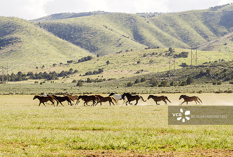 在圣塔金盐湖城草原上奔跑的野马图片素材