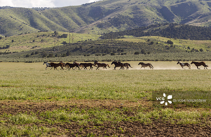 在圣塔金盐湖城草原上奔跑的野马图片素材