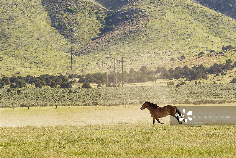 在美国犹他州盐湖城圣塔金草原上奔跑的野生野马图片素材