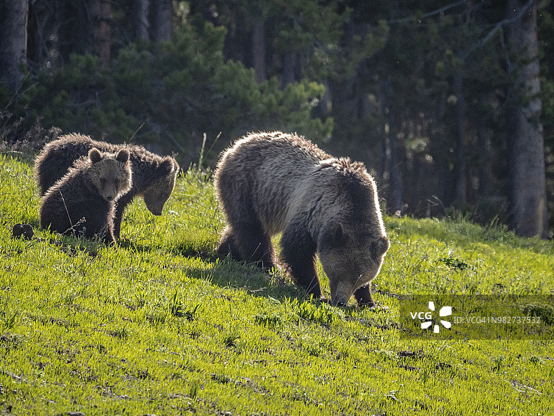 提顿国家公园的观熊之旅 - 金发母熊和小熊 0581图片素材