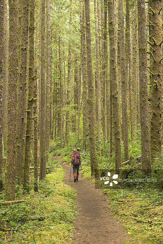 背包客沿着加拿大不列颠哥伦比亚省的西海岸小径徒步穿越森林。图片素材