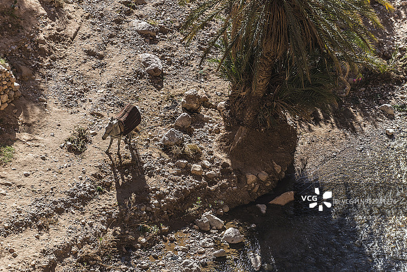 俯瞰视角：摩洛哥托德拉峡谷中的驴图片素材