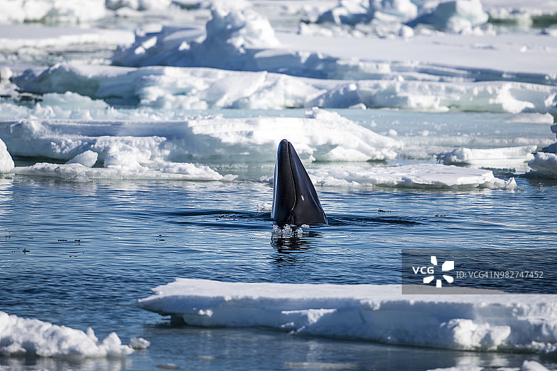 北冰洋小须鲸，斯匹次卑尔根群岛，斯瓦尔巴群岛和扬马延岛，挪威图片素材