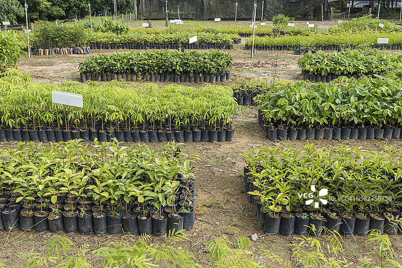 大西洋雨林中的树木和重新造林项目幼苗，瓜皮阿库生态保护区，巴西里约热内卢州图片素材