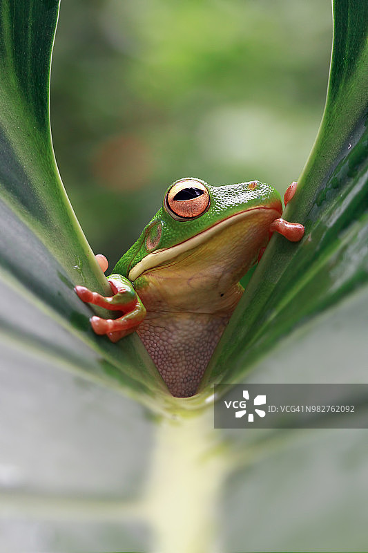树叶上的白唇树蛙图片素材