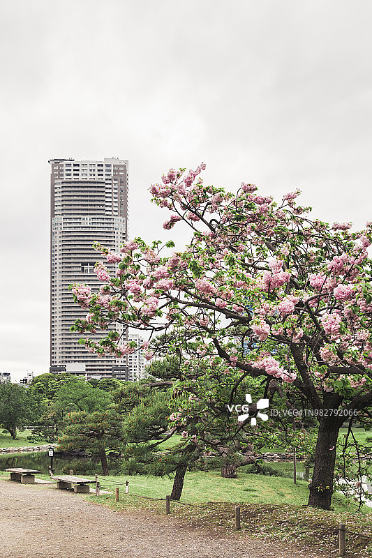 东京浜离宫庭院的樱花图片素材