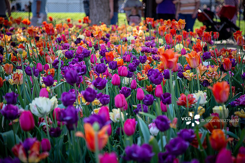 郁金香时节图片素材