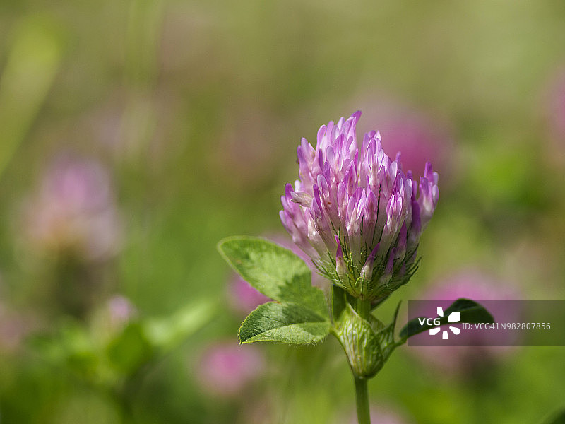 红三叶草花朵图片素材