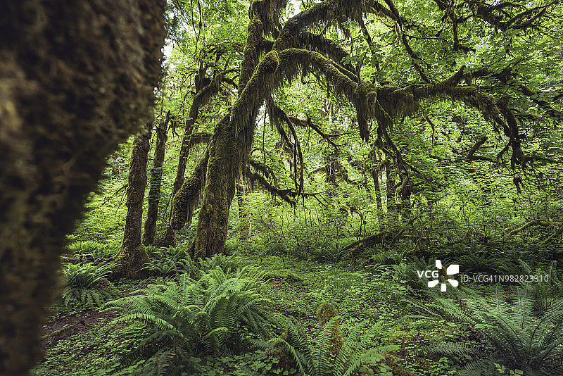 华盛顿奥林匹克国家公园的霍河雨林图片素材