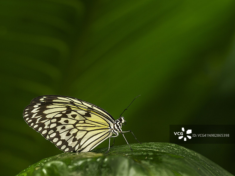 叶子上的大绢斑蝶图片素材