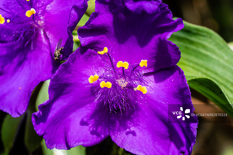 紫色彼岸花与黄色花茎图片素材