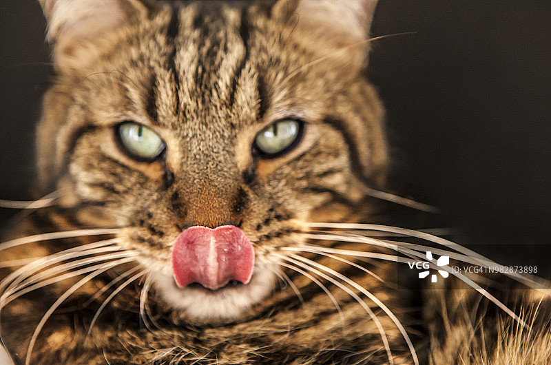 猫咪舔鼻子图片素材