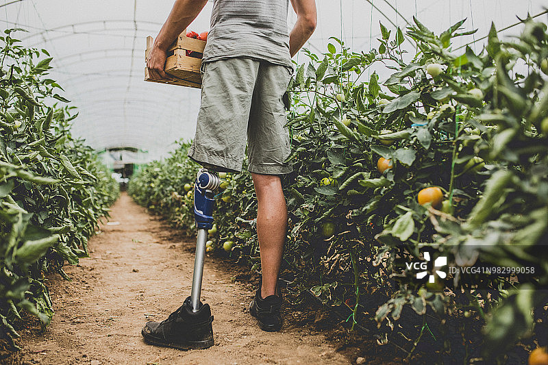 有残疾的男人在温室采摘番茄图片素材