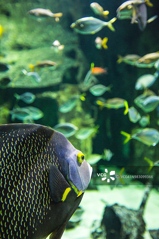 水下法属天使鱼，水族馆内图片素材
