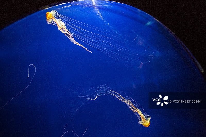 两只分开游动的海刺水母图片素材