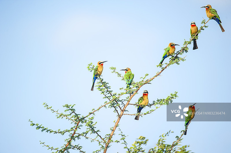 树上的白额蜂虎图片素材