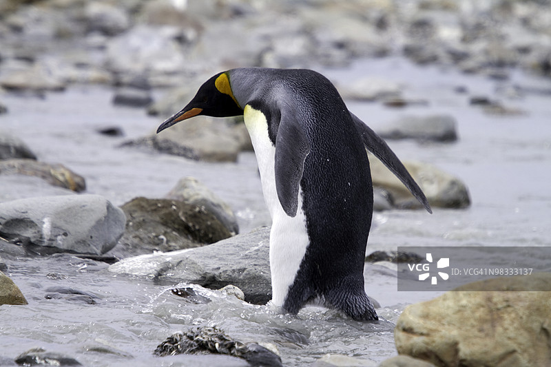 南乔治亚岛的王企鹅图片素材
