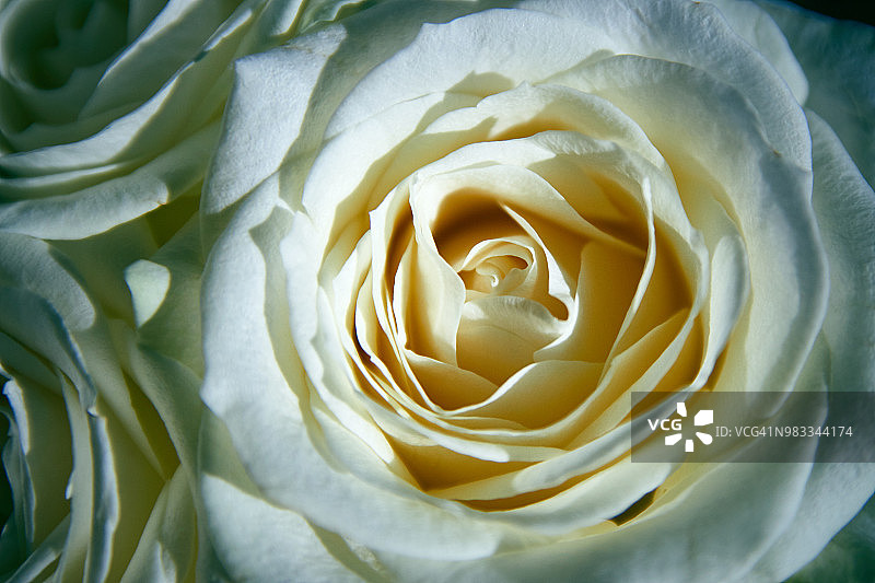 明亮光线下玫瑰花蕾特写图片素材