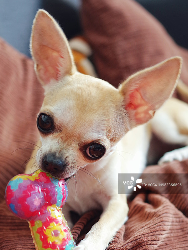 吉娃娃在家中沙发上玩玩具的肖像图片素材