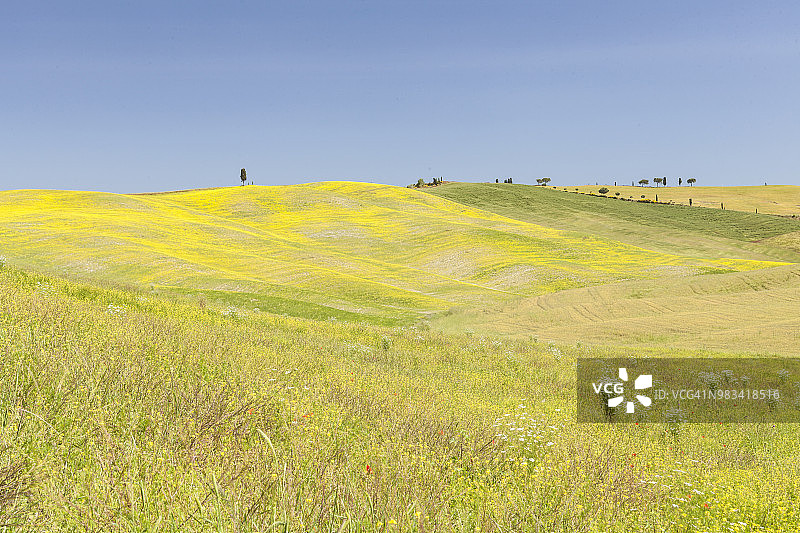 意大利托斯卡纳奥尔恰谷的野花和柏树图片素材