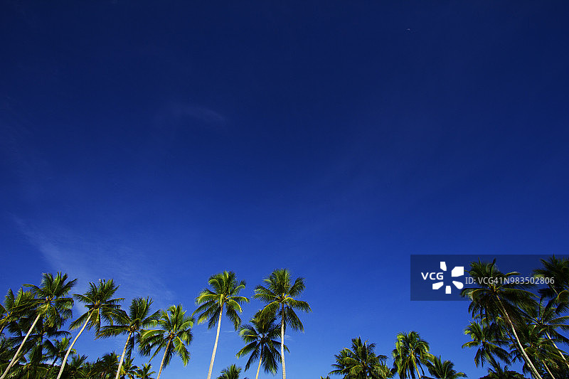椰子树和蓝色天空图片素材